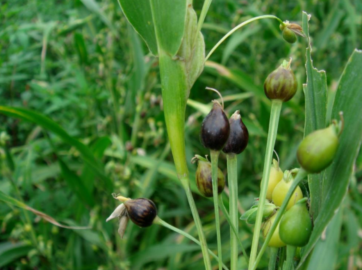 Lágrimas de San Pedro